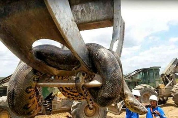 Con trăn lớn nhất thế giới từng được phát hiện có kích thước bao nhiêu ...