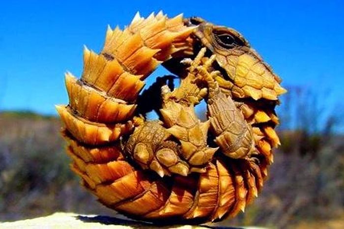 Lộ diện 'loài rồng trong truyền thuyết' có thực ngoài đời, nhìn đã mắt ...