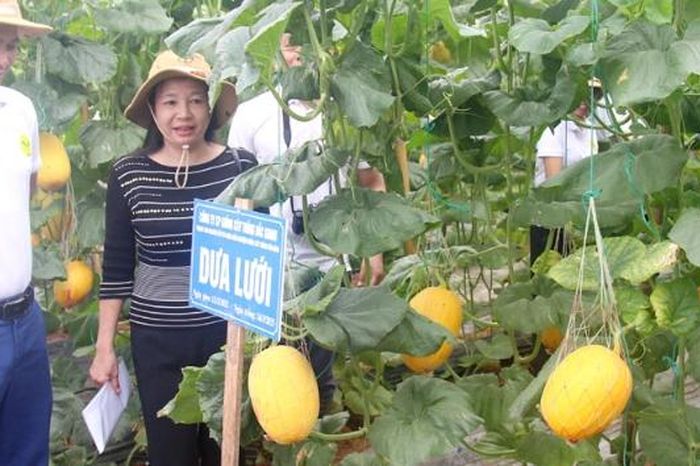Giới thiệu kết quả nghiên cứu, chọn tạo giống lúa, rau màu vụ xuân năm ...