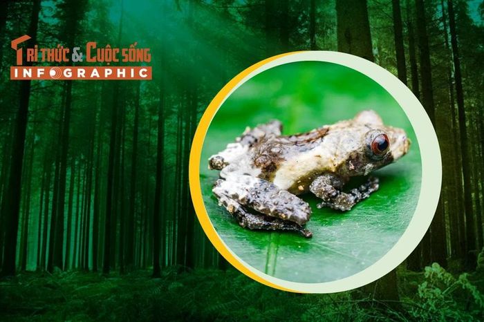 INFGRAPHIC: Loài nhái giống... phân chim trong rừng Việt Nam - Báo Tri ...
