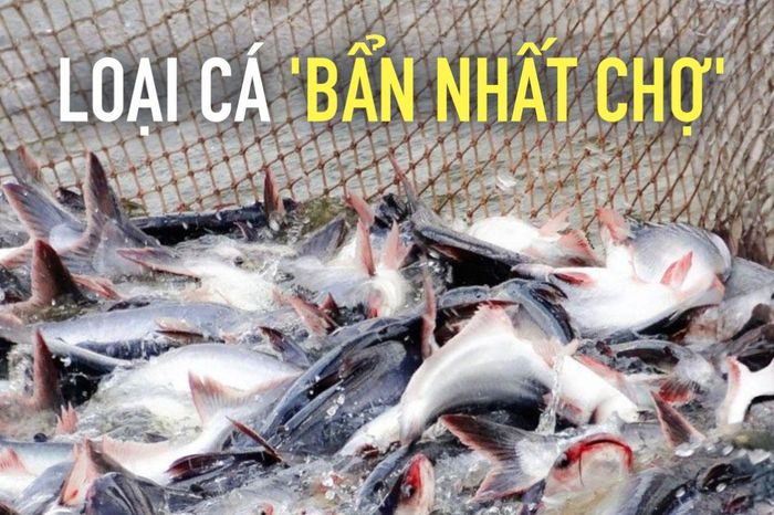Loại cá bị chê 'bẩn nhất chợ', giờ là đặc sản miền Tây, phơi khô chiên ...