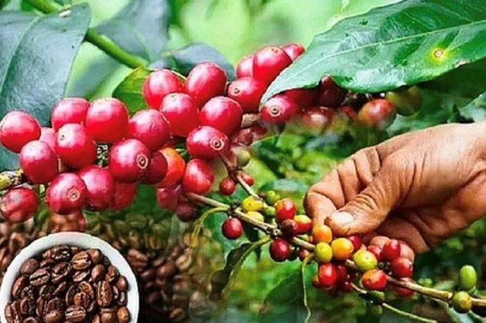 Giá cà phê hôm nay 4/5/2026: Tăng nhẹ 100 đồng/kg - Báo Đà Nẵng